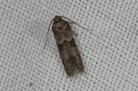 Blastobasis glandulella