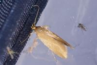 Crassa unitella