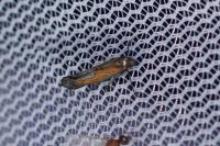 Ochromolopis ictella