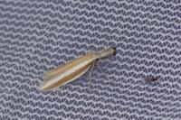 Pleurota aristella