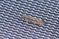 Plutella xylostella