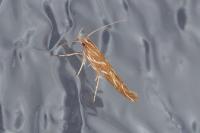 Pyroderces argyrogrammos