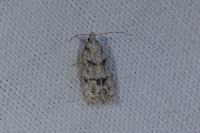 Symmoca signatella