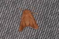 Apoda limacodes