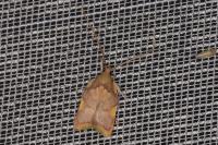 Carcina quercana