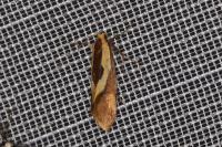 Harpella forficella