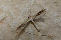 Stangeia siceliota