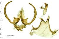 Stangeia siceliota
