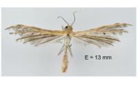 Stangeia siceliota