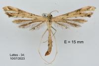 Stenoptilodes taprobanes