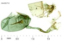 Stenoptilodes taprobanes