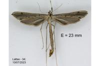 Agdistis meridionalis