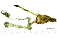 Agdistis meridionalis