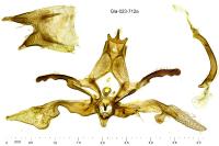 Agdistis meridionalis