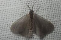 Apterona helicoidella