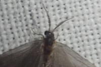 Apterona helicoidella