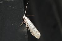 Yponomeuta