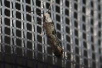 Paraswammerdamia albicapitella