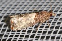 Notocelia roborana