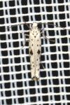 Yponomeuta plumbella