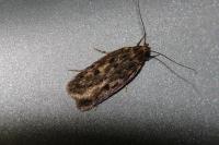 Hofmannophila pseudospretella
