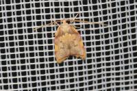 Carcina quercana