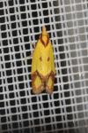 Agapeta zoegana