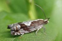 Rhopobota ustomaculana