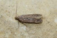 Bryotropha