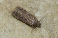 Bryotropha