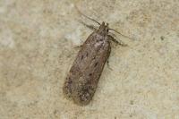 Bryotropha