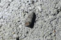 Cydia pomonella