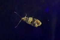 Celypha aurofasciana