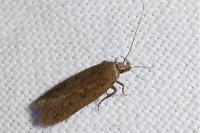 Bryotropha terrella