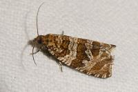 Celypha rivulana