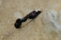Monopis monachella