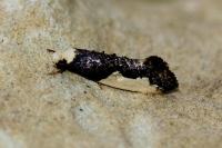 Monopis monachella