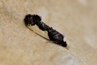 Monopis monachella