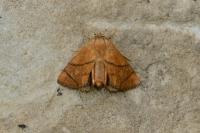 Apoda limacodes