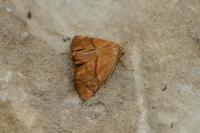 Apoda limacodes