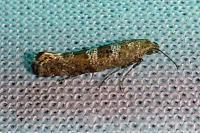 Digitivalva pulicariae