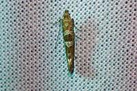 Digitivalva pulicariae