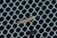 Coleophora glaucicolella