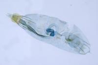 Coleophora glaucicolella