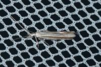 Coleophora pulchripennella
