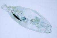 Coleophora pulchripennella