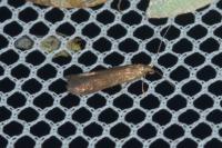 Coleophora serratella