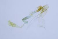Coleophora serratella
