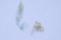 Oxypteryx unicolorella