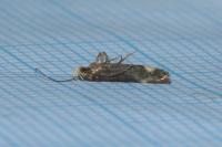 Stomopteryx flavipalpella